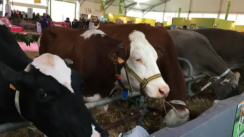 La « ferme Côte d’Or » ouvrira samedi sur la foire de Dijon 